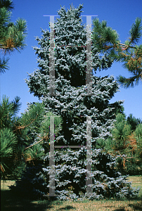 Picture of Picea pungens 'Moerheimii'