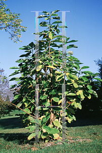 Picture of Magnolia officinalis 