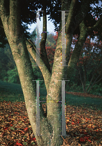 Picture of Acer tataricum ssp. ginnala 'Durand Dwarf'
