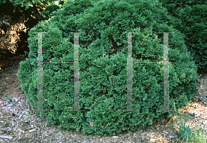 Picture of Thuja occidentalis 'Tiny Tim'