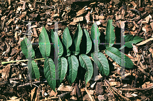 Picture of Pterocarya fraxinifolia 