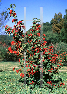 Picture of Viburnum dilatatum 'Iroquois'