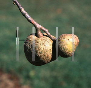 Picture of Aesculus glabra 