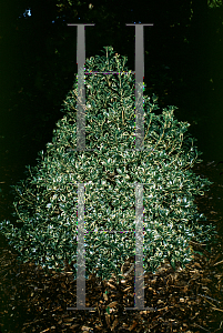 Picture of Osmanthus heterophyllus 'Variegatus'