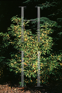 Picture of Lindera erythrocarpa 