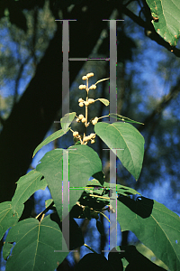 Picture of Paulownia tomentosa 