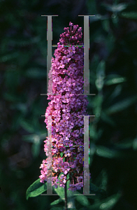 Picture of Buddleia davidii 'Floralort'