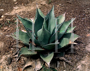 Picture of Agave neomexicana 