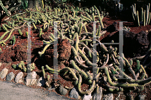Picture of Echinopsis thelegona 