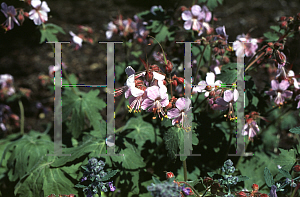 Picture of Geranium macrorrhizum 'Walter Inquersen'