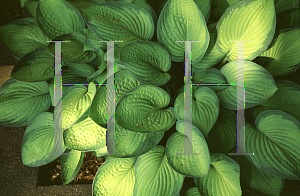 Picture of Hosta  'Gold Standard'