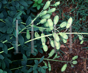 Picture of Baptisia australis 