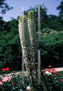 Picture of Trachelium caeruleum 
