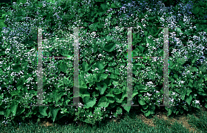 Picture of Brunnera macrophylla 