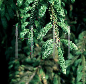 Picture of Picea orientalis 'Rara Flora Fluke'
