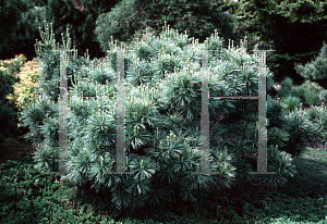 Picture of Pinus strobus 'Banzai Nana'