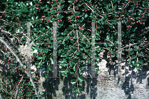 Picture of Cotoneaster x 'Hessei'