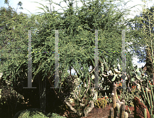 Picture of Bauhinia carronii 