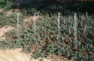 Picture of Arctostaphylos  'Pacific Mist'
