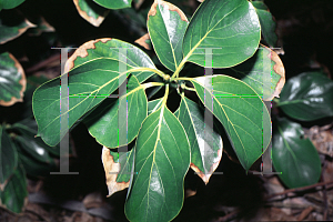 Picture of Cinnamomum glanduliferum 