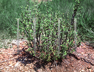 Picture of Cercocarpus ledifolius var. intricatus 