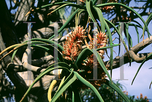 Picture of Aloe bainesii 