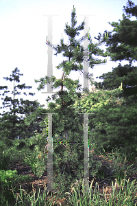 Picture of Pinus albicaulis 
