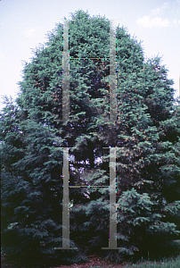 Picture of Picea wilsonii 