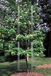 Picture of Sorbus pohuashanensis 