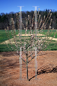 Picture of Prunus tomentosa 