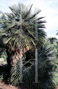 Picture of Trithrinax campestris 