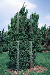 Picture of Juniperus communis 'Ashfordii'