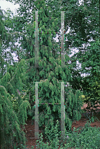 Picture of Juniperus formosana 