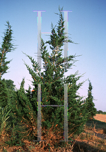 Picture of Juniperus virginiana 'Corcorcor (Emerald Sentinel)'