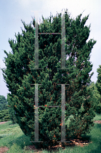 Picture of Juniperus sabina 'Fastigiata'