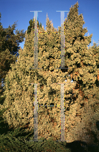 Picture of Juniperus scopulorum 'Platinum'
