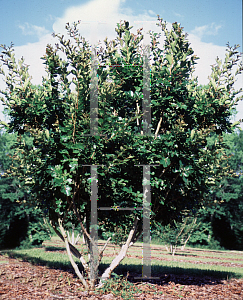 Picture of Lagerstroemia indica 'Cordon Bleu'