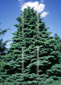 Picture of Picea glauca 'Aurea'