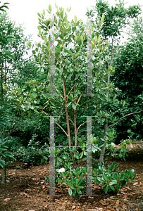 Picture of Magnolia grandiflora X M. virginiana 'Freeman'