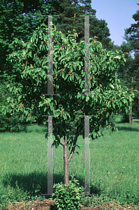 Picture of Malus yunnanensis 