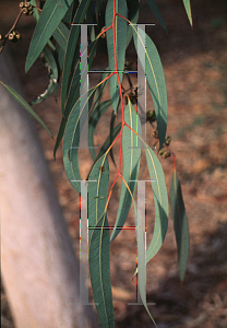 Picture of Eucalyptus hallii 