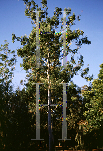 Picture of Eucalyptus grandis 