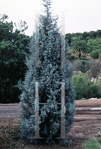 Picture of Cupressus arizonica 'Blue Pyramid'