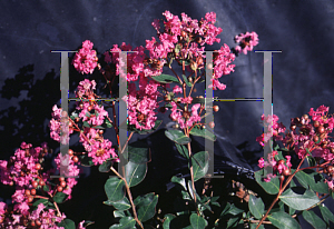 Picture of Lagerstroemia indica 'Monink (Chica Pink)'
