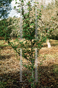 Picture of Fremontodendron californicum 