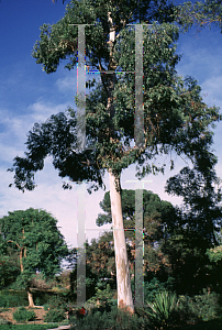 Picture of Eucalyptus saligna 