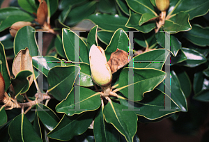 Picture of Magnolia grandiflora 'Little Gem'