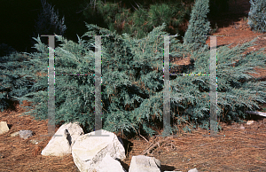 Picture of Juniperus virginiana 'Silver Spreader'