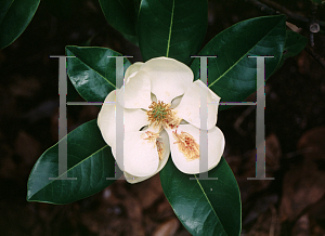 Picture of Magnolia grandiflora X M. virginiana 'Freeman'