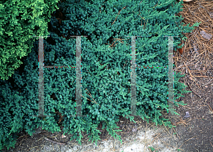 Picture of Juniperus procumbens 'Bonin Isles'